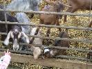 Thumbnail image of 2008_04100105.JPG