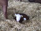 Thumbnail image of 2008_04100111.JPG