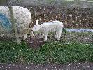 Thumbnail image of 2008_04100112.JPG