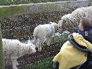 Thumbnail image of 2008_04100118.JPG