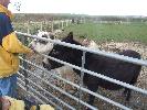 Thumbnail image of 2008_04100120.JPG