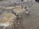 Thumbnail image of 2008_04100134.JPG