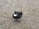 Thumbnail image of 2008_04100147.JPG