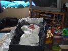Thumbnail image of 2008_05250113.JPG
