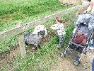 Thumbnail image of DSCF2711.JPG