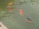 Thumbnail image of DSCF2728.JPG