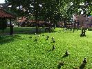 Thumbnail image of DSCF2887.JPG