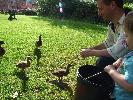 Thumbnail image of DSCF2889.JPG