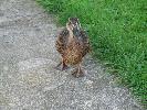 Thumbnail image of DSCF2900.JPG