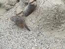 Thumbnail image of DSCF3313.JPG