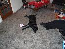 Thumbnail image of 2006_12240017.JPG