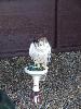 Thumbnail image of DSCF3619.JPG