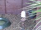 Thumbnail image of DSCF3623.JPG