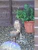Thumbnail image of DSCF3624.JPG
