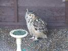 Thumbnail image of DSCF3625.JPG