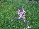 Thumbnail image of DSCF3629.JPG