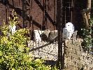 Thumbnail image of DSCF3634.JPG