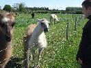 Thumbnail image of DSCF3650.JPG