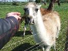 Thumbnail image of DSCF3652.JPG