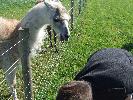 Thumbnail image of DSCF3654.JPG