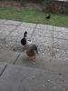Thumbnail image of DSCF1501.JPG